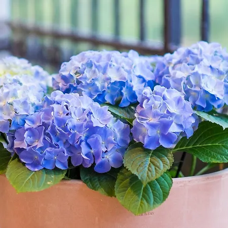 Luksuzne Sobe Luce 4* Vrbnik (Primorje-Gorski Kotar)